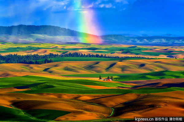 川贝炖雪梨可以放多久