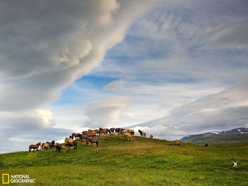 ����һȺ��