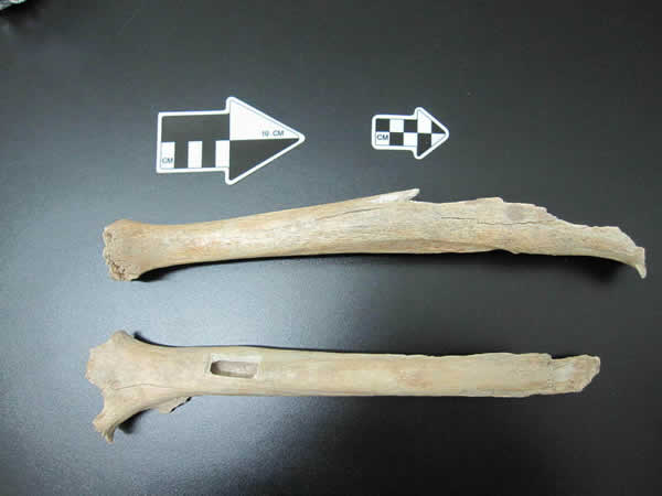 田园洞遗址发现的4万年前的人类腿骨化石