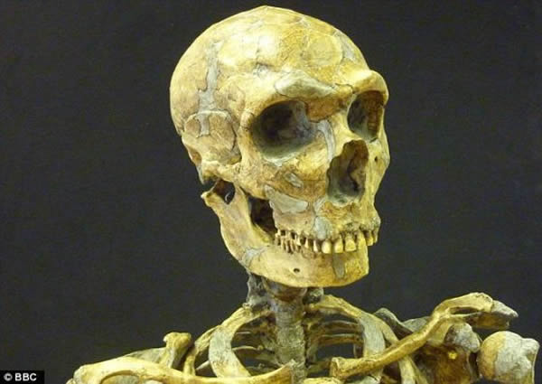 丘奇认为尼安德特人的大脑尺寸超过人类,可能拥有比人类更高的智商