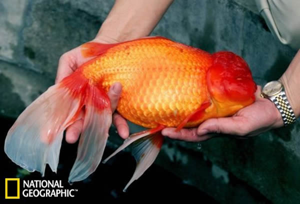 2002年,在中国东莞的一个养鱼场里,人们抓起一条巨型金鱼。