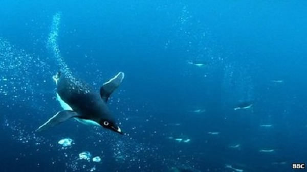 �����������ݲ�ʳ���������Ϻ�����ò�ͬ�Ĳ�ʳ����