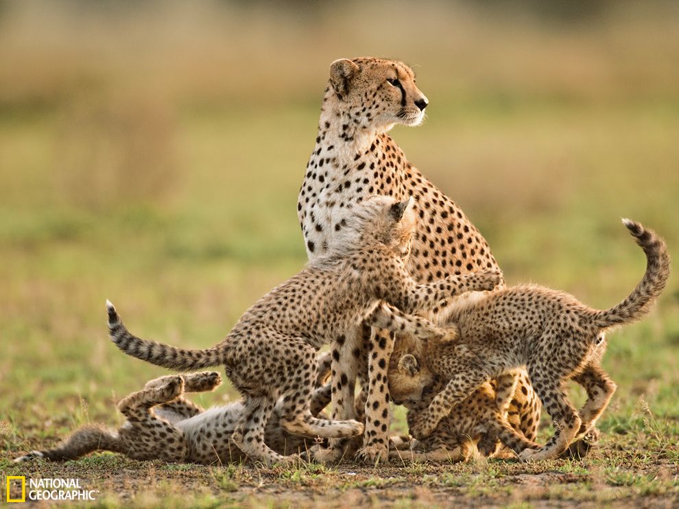 ̹ɣ�������׸ǵ�ƽԭ�Ա������ػ�������ˣ