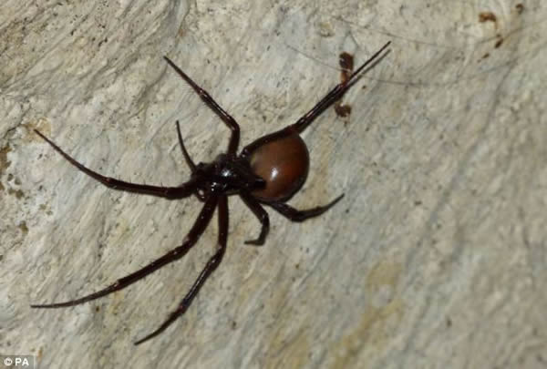 这个英国现存最大的蜘蛛物种之一发现于海格特公墓埃及大道的地窖里。