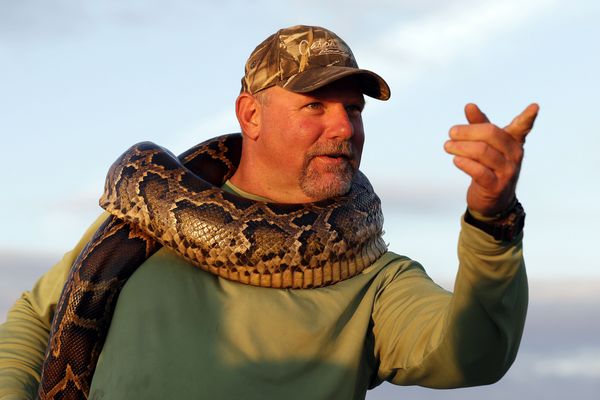 Bill Booth wears a dead Burmese python he caught in Florida as part of the month