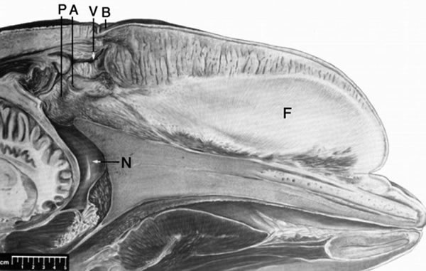 鲸鱼的声音怎么样 1_201301241020361DSUJ.jpg