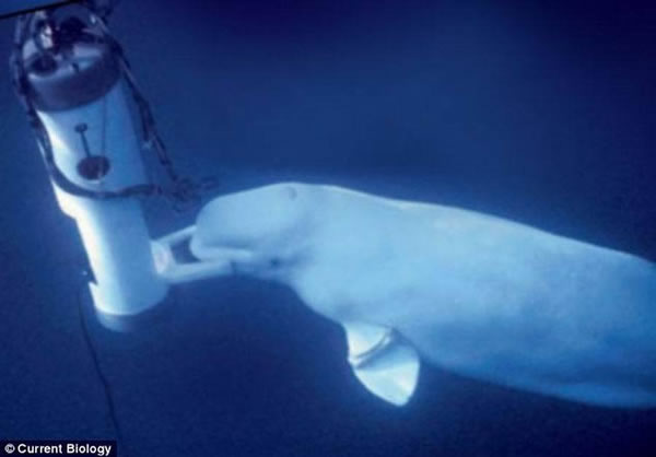 研究团队使用水下麦克风来记录诺克的声音