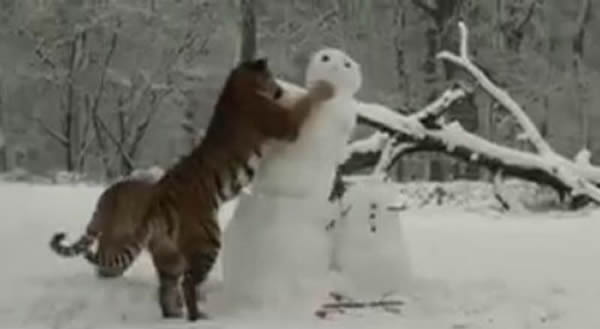 一只老虎直扑到雪人的脸部，将雪人摧毁