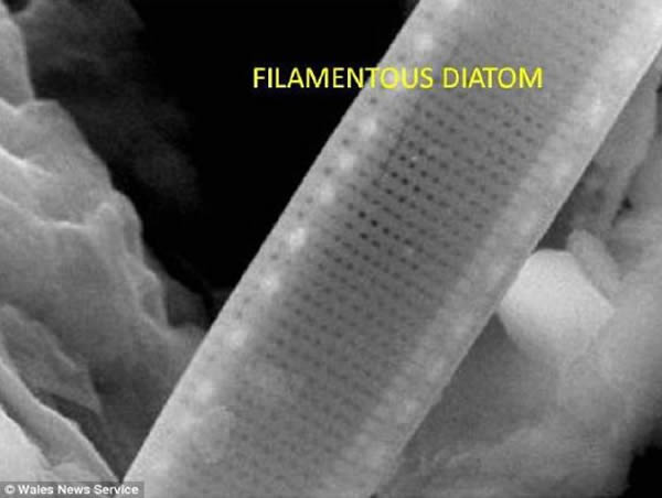 “决定性证据”:据称在这个碎片里发现的化石微生物,与在5500万年前的恐龙时代产生的化石碎片里发现的微生物类似