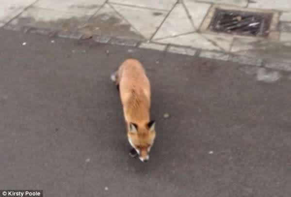 英国一女子街头抓拍狐狸遭反击