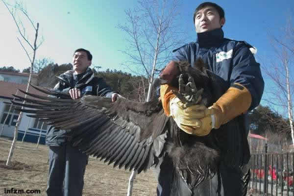 2008��1��4�գ��������ݾ������Ĺ�����Աǰ���������һֻ���˵�ͺ�ա�ͺ��չ��˫��ɴﵽ3�ס�