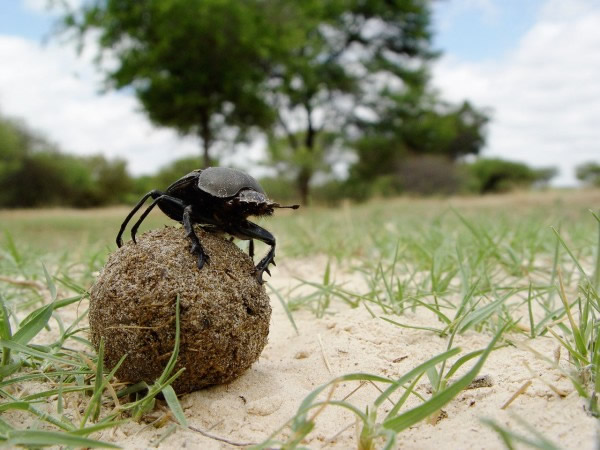 A dung beetle rolling its ball in South Africa. Photograph courtesy Eric Warrant