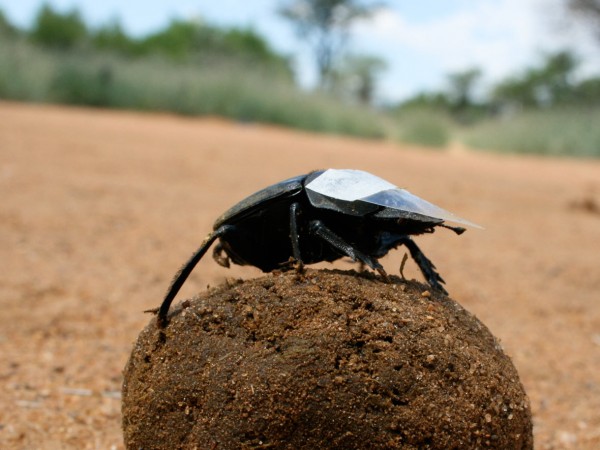 The scientists put hats on the dung beetles to block their ability to see stars.