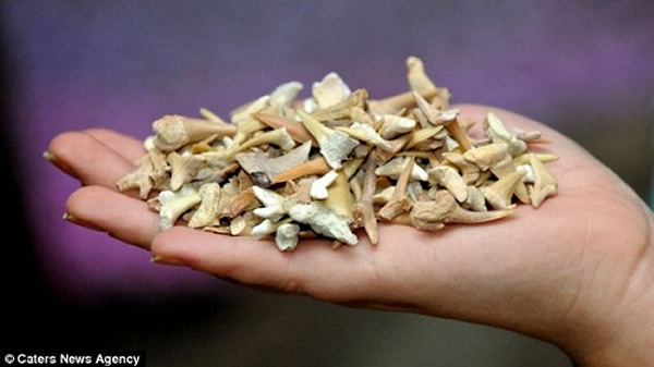 英国海洋馆清理水池发现上万颗鲨鱼牙齿