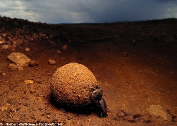 研究人员在沙漠中进行试验,探索在沙漠环境下甲虫是如何通过银河星光进行爬行的