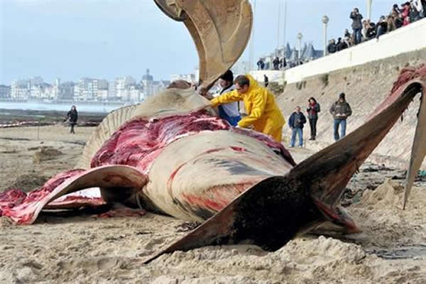 ������̲��18�׳��ľ���ʬ��