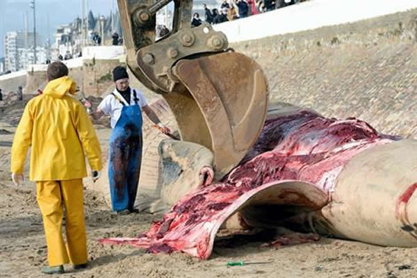 ������̲��18�׳��ľ���ʬ��