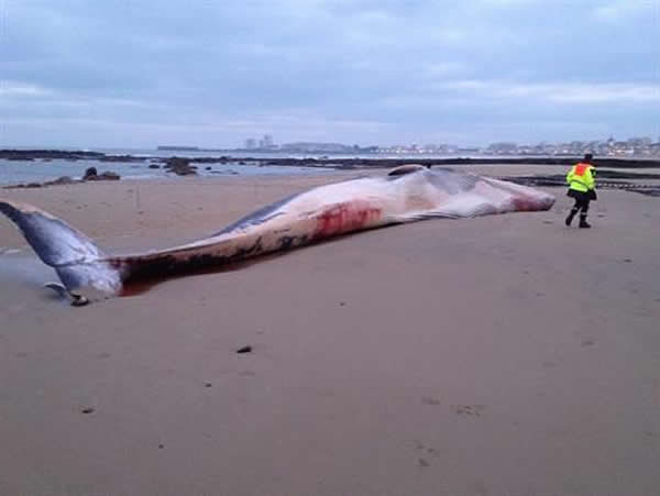 ������̲��18�׳��ľ���ʬ��