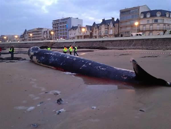 ������̲��18�׳��ľ���ʬ��