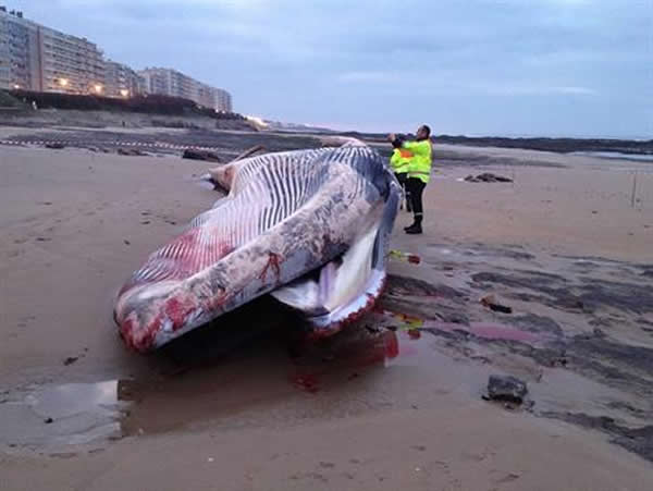 ������̲��18�׳��ľ���ʬ��