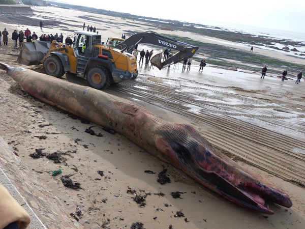 ������̲��18�׳��ľ���ʬ��