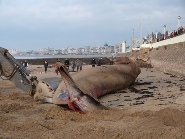 ������̲��18�׳��ľ���ʬ��