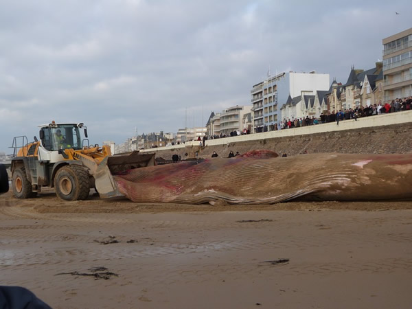 ������̲��18�׳��ľ���ʬ��