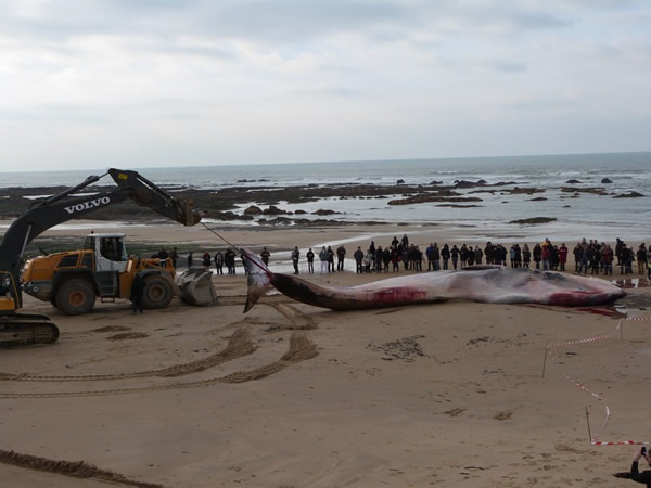 ������̲��18�׳��ľ���ʬ��