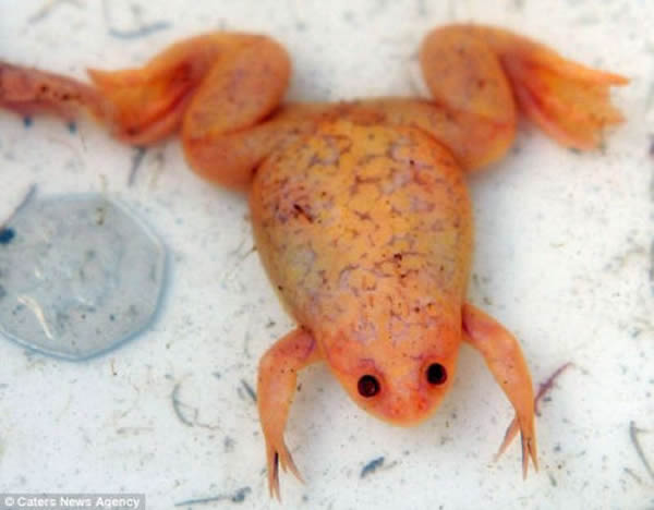 英国德比郡雪地出现橙色透明青蛙