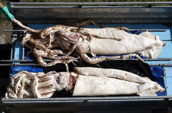 两条雌性巨型鱿鱼