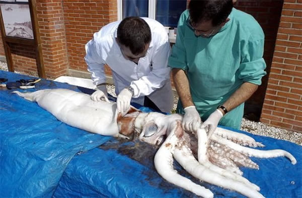 解剖“外星生物”