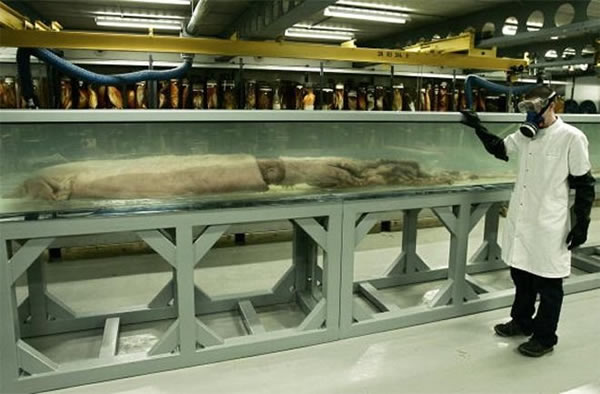 体长9米的巨型鱿鱼标本