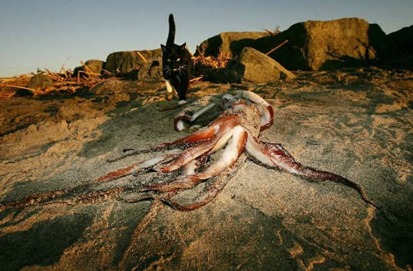 搁浅的巨型鱿鱼