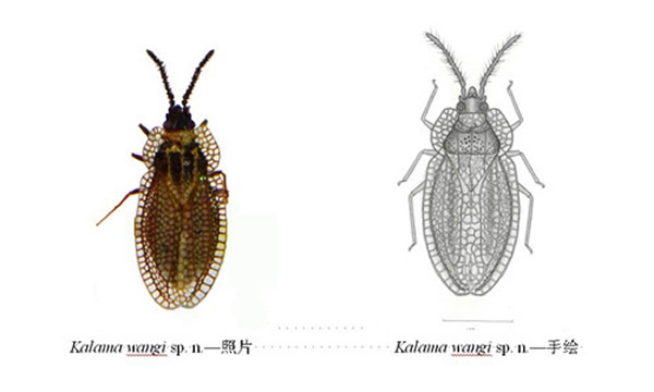 ������������������Kalama wangi sp. n.