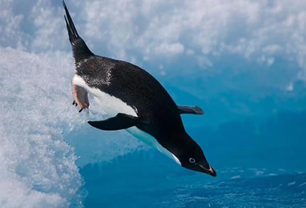 �����ˮ�µĶ��ز�ʳ����