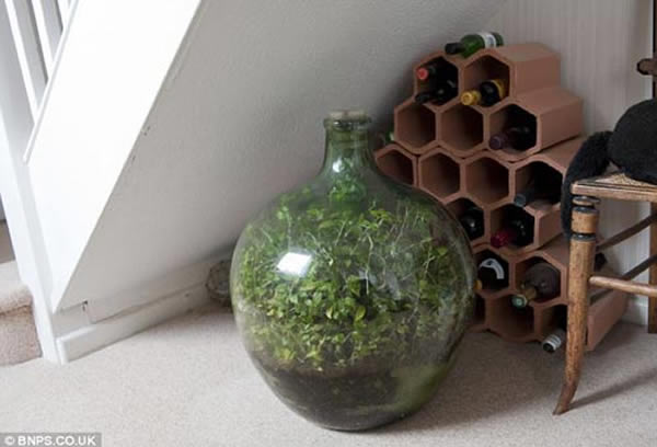 过去27年里,拉蒂默将这个玻璃瓶花园放置在楼梯下面,并未悉心打理