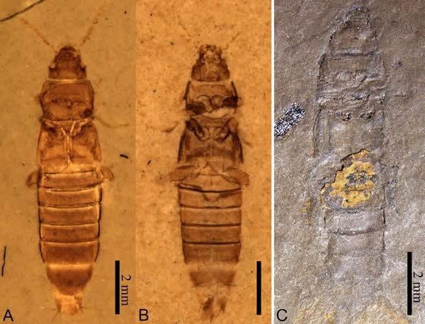 图1-A,B热河生物群华颈隐翅虫;C外贝加尔华颈隐翅虫