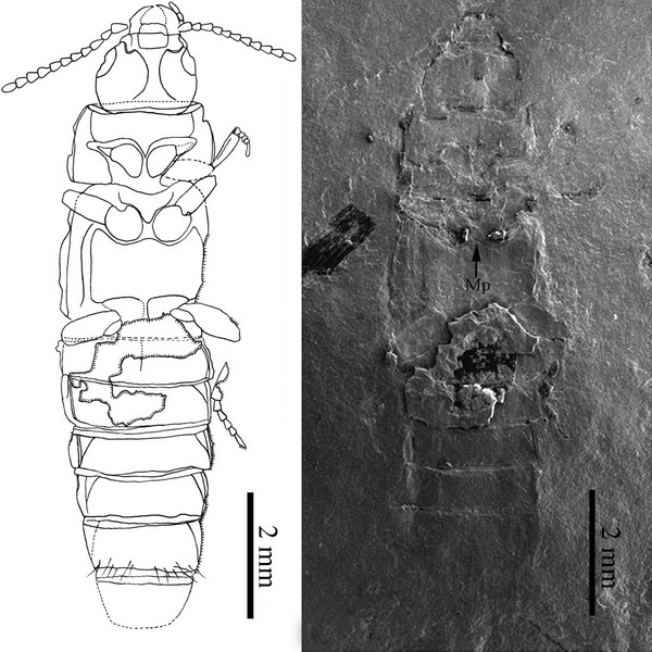 图2-外贝加尔华颈隐翅虫