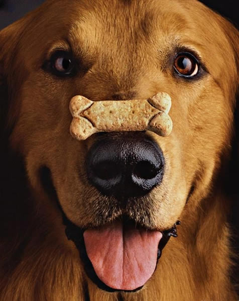 �о��ƹ���������Ϊ�����������ʳ�����ѱ��