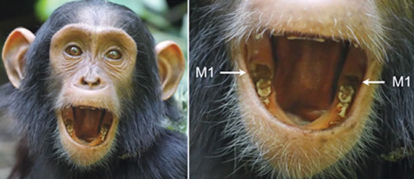 �о����ֺ����ɵ��׿ź����ĳ��ֲ���������������