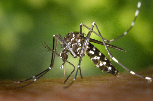 亚洲虎蚊(Aedes albopictus)