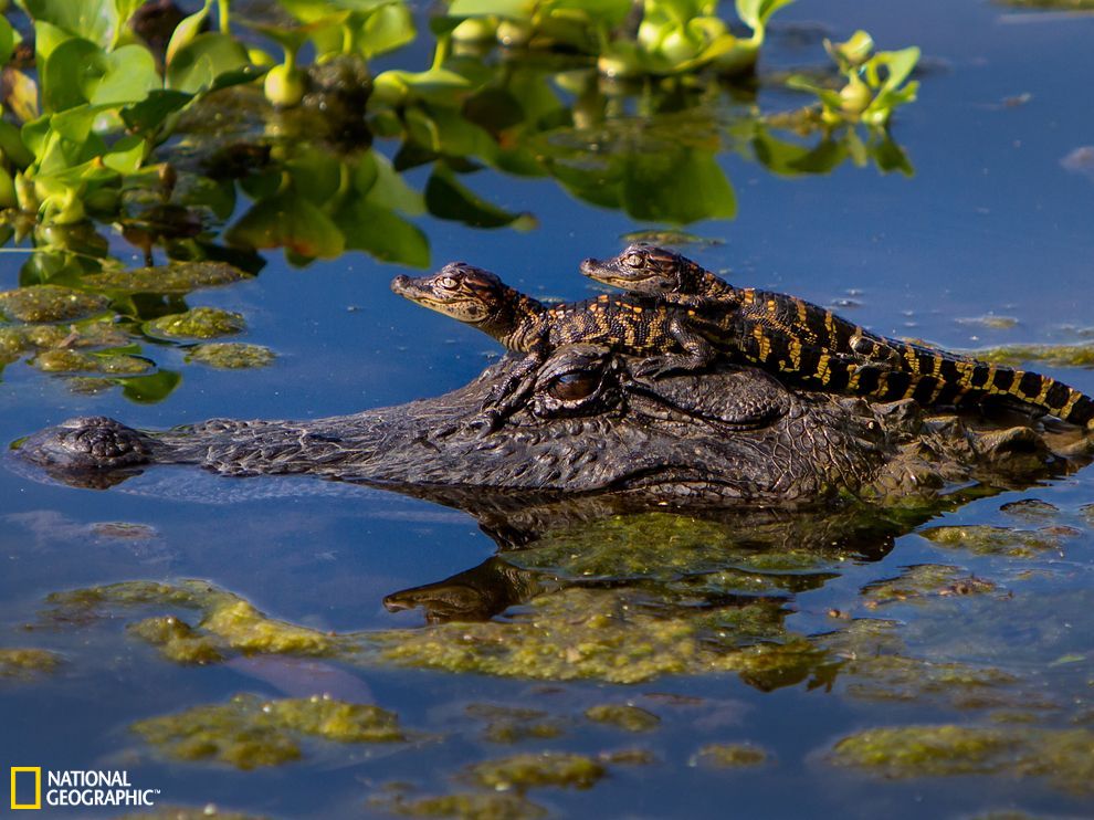 美国公园两只小鳄鱼趴在妈妈的脑袋上