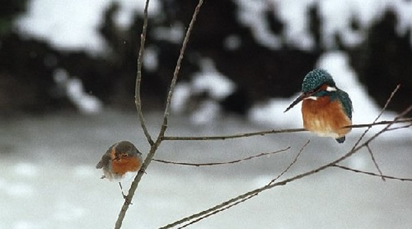 知更鸟在一边看着眼馋,摩拳擦掌准备效仿。