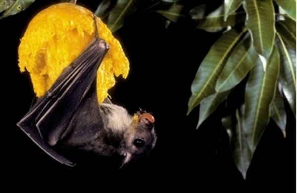 墨西哥无尾蝙蝠