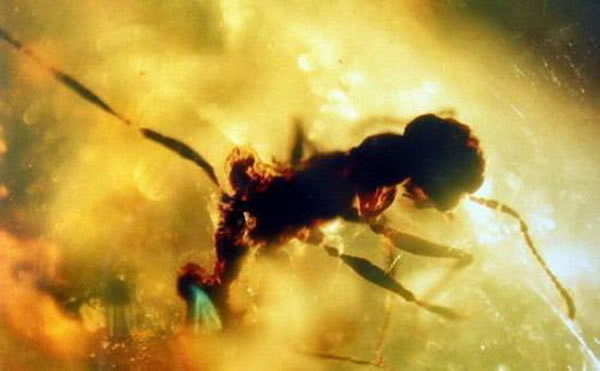 撒哈拉沙漠蚂蚁