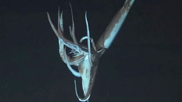 探索频道公布“巨型乌贼:真实的怪兽”视频