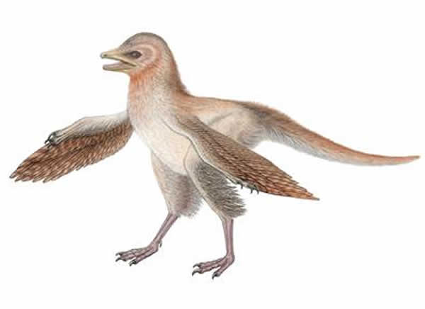Reconstruction of Eosinopteryx brevipenna, a new theropod dinosaur with reduced