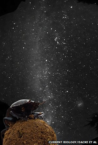 蜣螂可以在银河星光的指引下滚着粪球沿直线前进