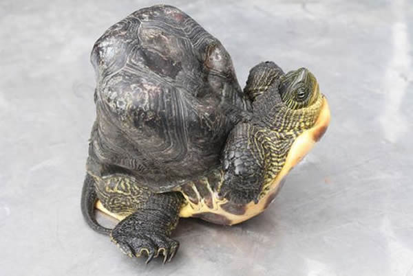 ̨�巢��һֻ�����ڹ�