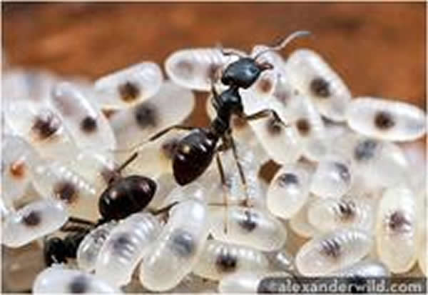 ���桰������Ů�������